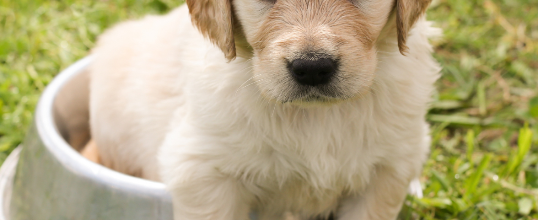 The Best Mushrooms for Dogs